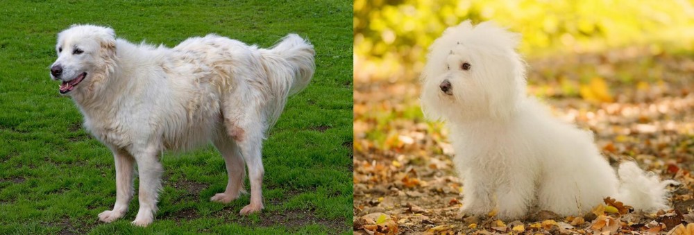 Bichon Bolognese vs Abruzzenhund - Breed Comparison