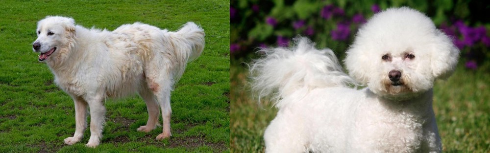 Bichon Frise vs Abruzzenhund - Breed Comparison