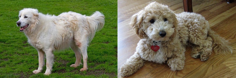 Bichonpoo vs Abruzzenhund - Breed Comparison