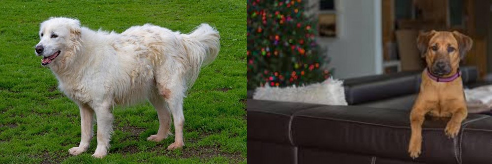 Black Mouth Cur vs Abruzzenhund - Breed Comparison