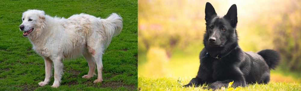 Black Norwegian Elkhound vs Abruzzenhund - Breed Comparison