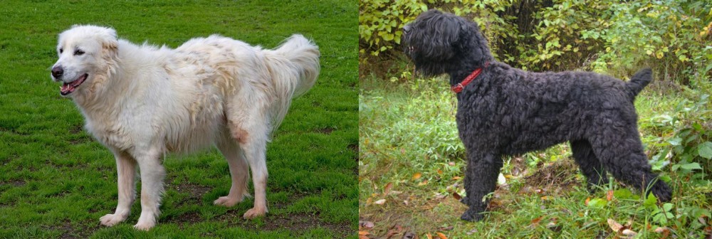 Black Russian Terrier vs Abruzzenhund - Breed Comparison