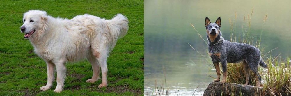 Blue Healer vs Abruzzenhund - Breed Comparison