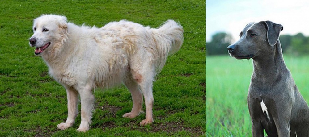 Blue Lacy vs Abruzzenhund - Breed Comparison