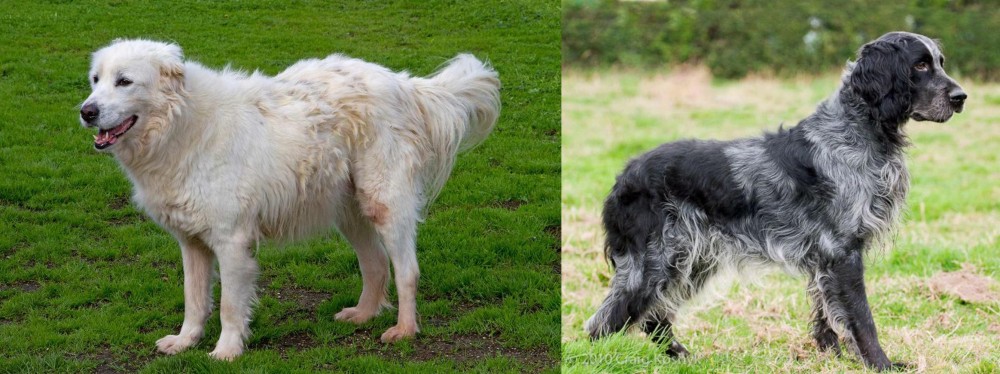 Blue Picardy Spaniel vs Abruzzenhund - Breed Comparison