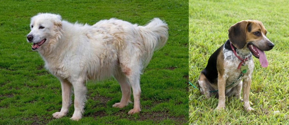 Bluetick Beagle vs Abruzzenhund - Breed Comparison
