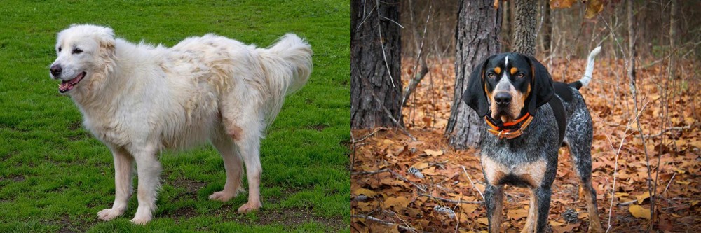 Bluetick Coonhound vs Abruzzenhund - Breed Comparison