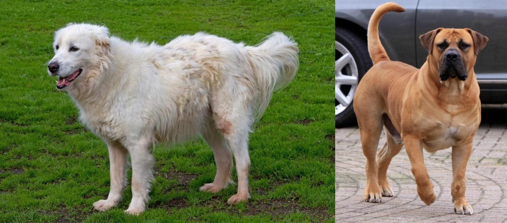Boerboel vs Abruzzenhund - Breed Comparison