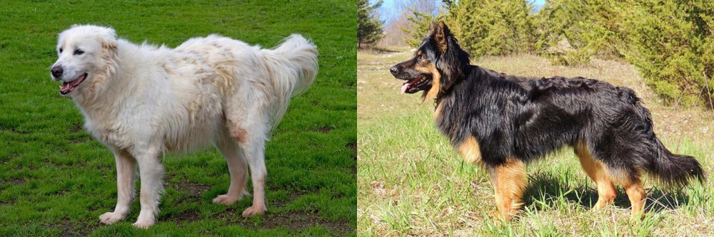 Bohemian Shepherd vs Abruzzenhund - Breed Comparison
