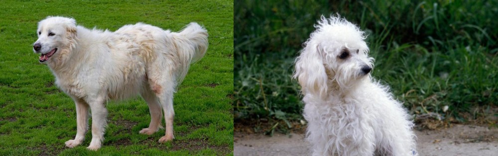 Bolognese vs Abruzzenhund - Breed Comparison