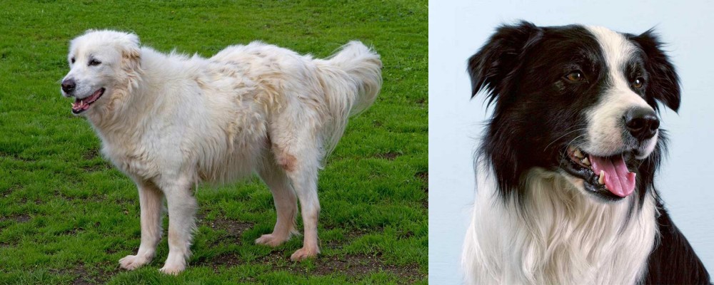 Border Collie vs Abruzzenhund - Breed Comparison