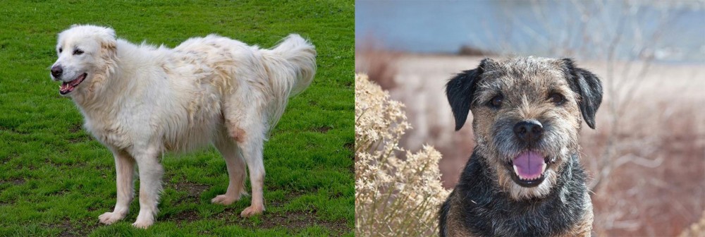 Border Terrier vs Abruzzenhund - Breed Comparison
