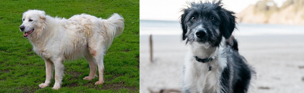 Bordoodle vs Abruzzenhund - Breed Comparison
