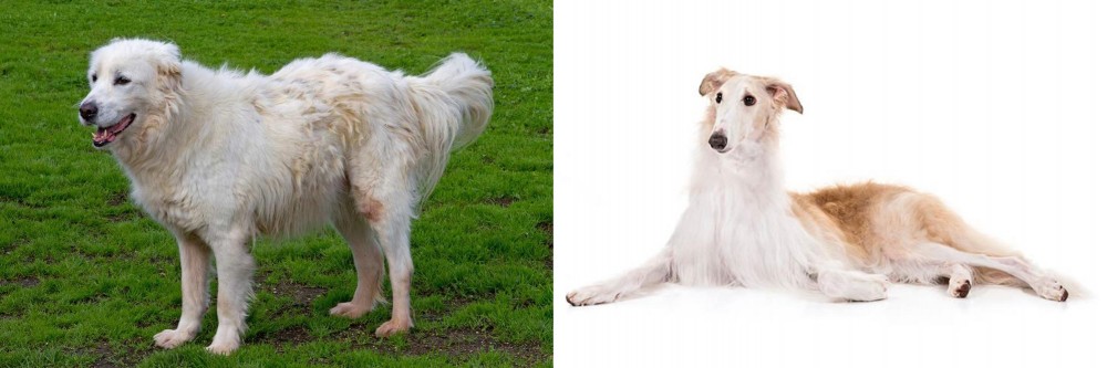 Borzoi vs Abruzzenhund - Breed Comparison