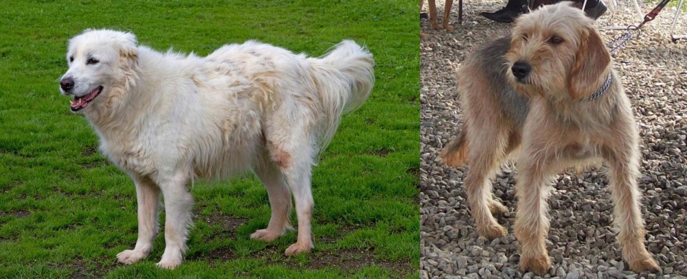 Bosnian Coarse-Haired Hound vs Abruzzenhund - Breed Comparison