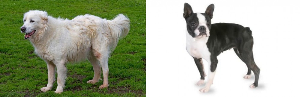 Boston Terrier vs Abruzzenhund - Breed Comparison