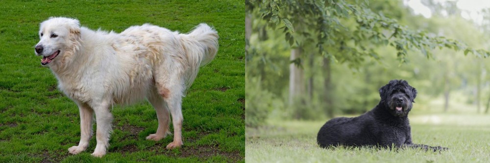 Bouvier des Flandres vs Abruzzenhund - Breed Comparison