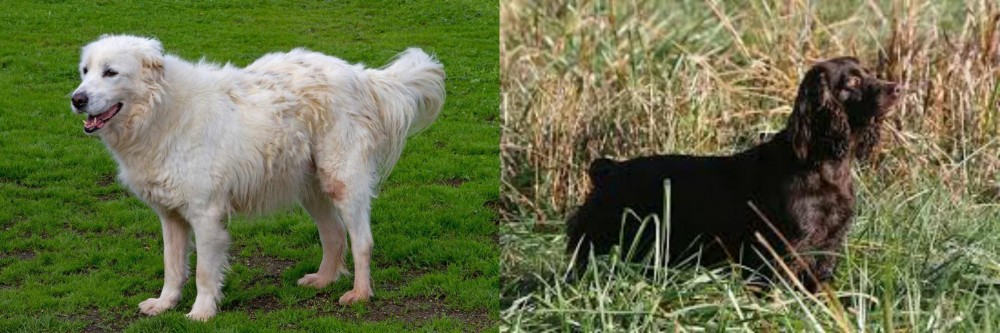 Boykin Spaniel vs Abruzzenhund - Breed Comparison