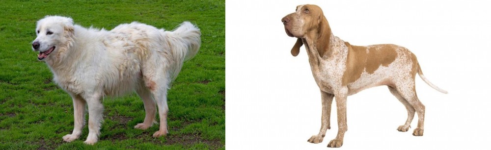 Bracco Italiano vs Abruzzenhund - Breed Comparison