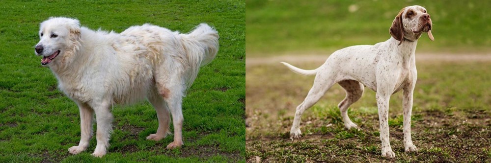 Braque du Bourbonnais vs Abruzzenhund - Breed Comparison