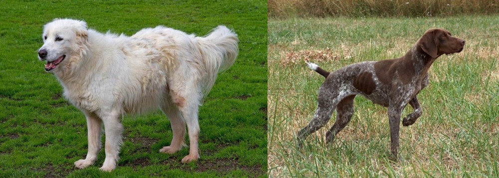 Braque Francais vs Abruzzenhund - Breed Comparison