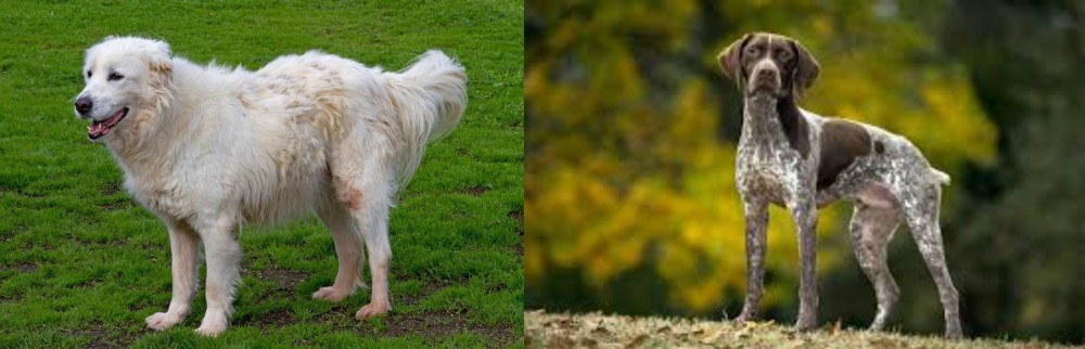 Braque Francais (Gascogne Type) vs Abruzzenhund - Breed Comparison