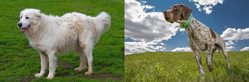 Braque Francais (Pyrenean Type) vs Abruzzenhund - Breed Comparison