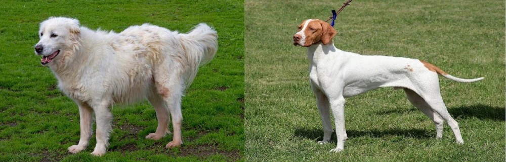 Braque Saint-Germain vs Abruzzenhund - Breed Comparison
