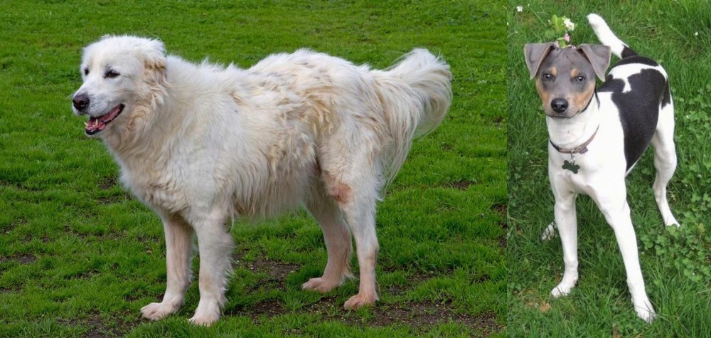 Brazilian Terrier vs Abruzzenhund - Breed Comparison