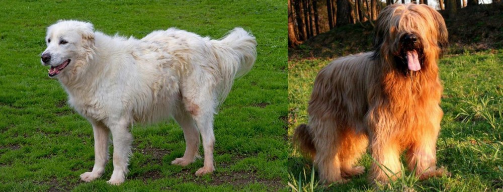 Briard vs Abruzzenhund - Breed Comparison