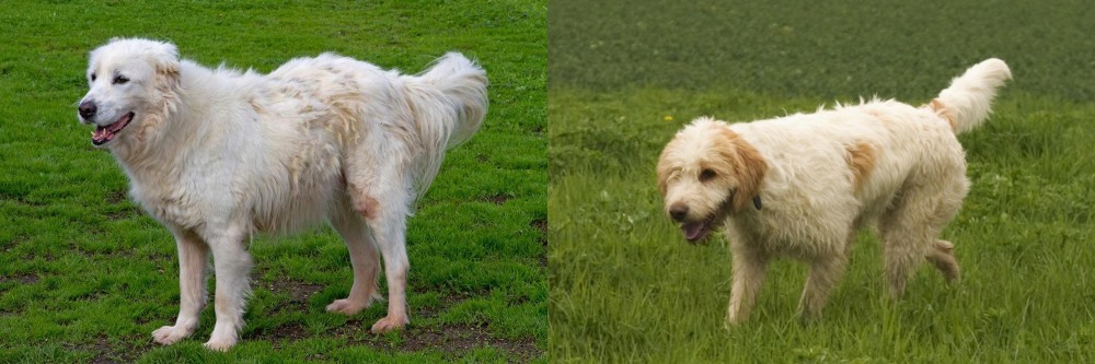Briquet Griffon Vendeen vs Abruzzenhund - Breed Comparison