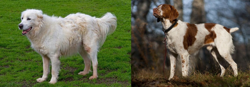 Brittany vs Abruzzenhund - Breed Comparison