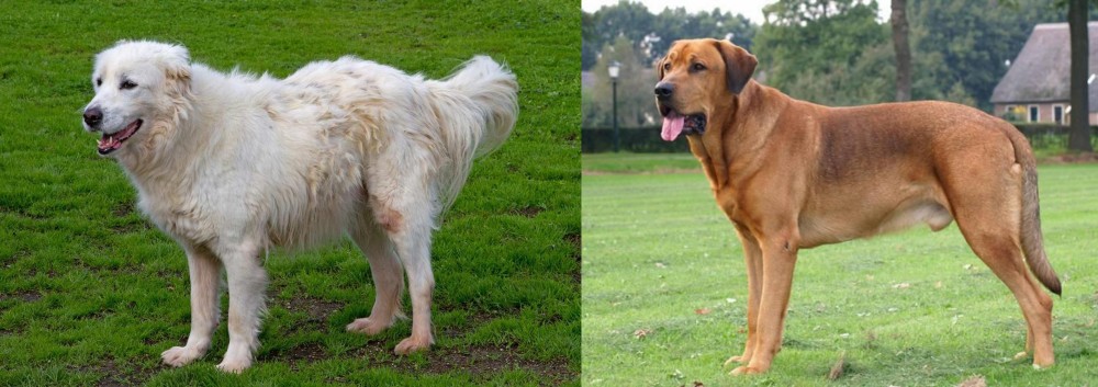 Broholmer vs Abruzzenhund - Breed Comparison
