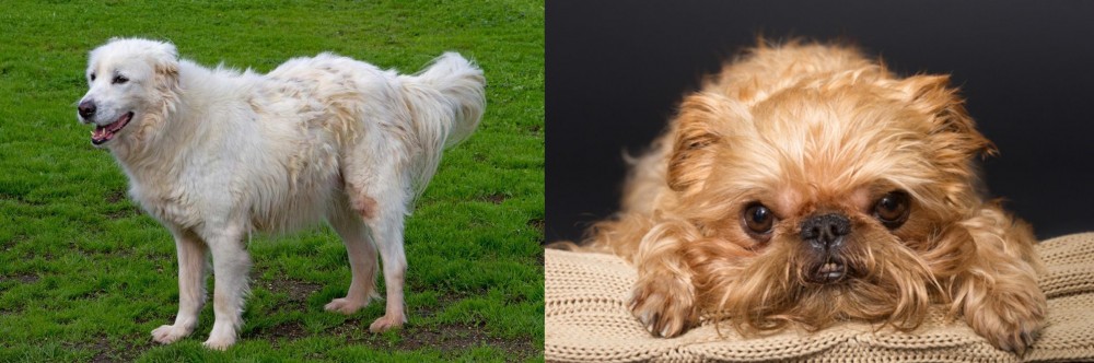 Brug vs Abruzzenhund - Breed Comparison