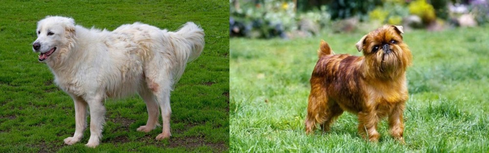 Brussels Griffon vs Abruzzenhund - Breed Comparison