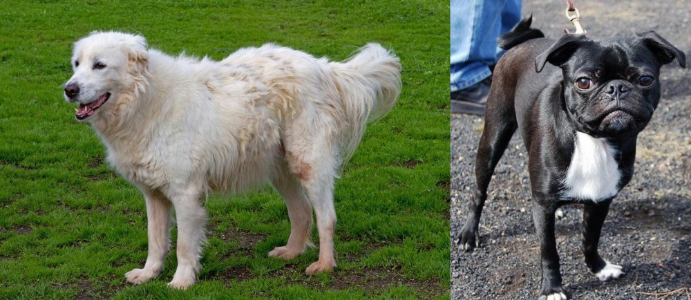Bugg vs Abruzzenhund - Breed Comparison