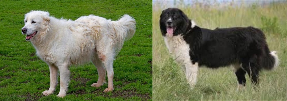 Bulgarian Shepherd vs Abruzzenhund - Breed Comparison