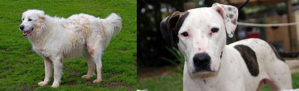 Bull Arab vs Abruzzenhund - Breed Comparison