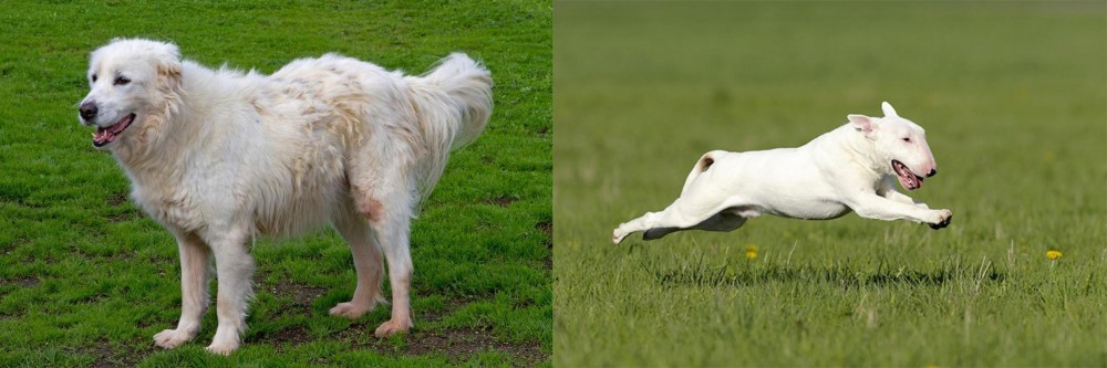 Bull Terrier vs Abruzzenhund - Breed Comparison