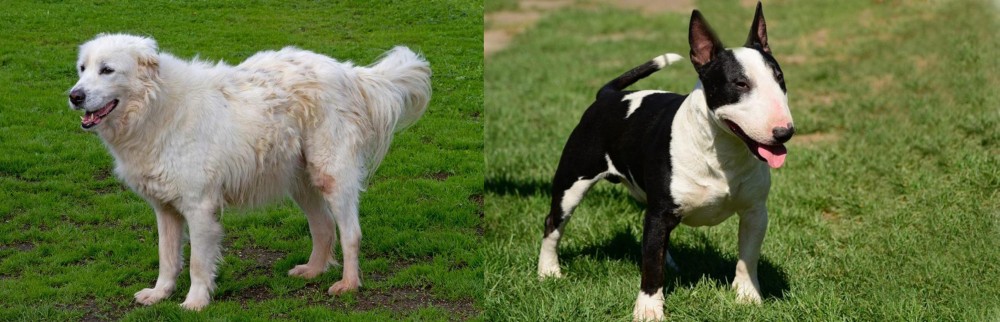 Bull Terrier Miniature vs Abruzzenhund - Breed Comparison