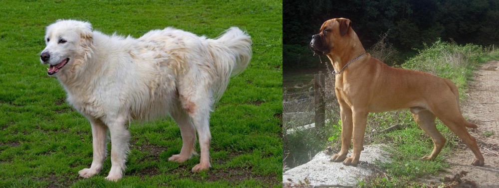 Bullmastiff vs Abruzzenhund - Breed Comparison