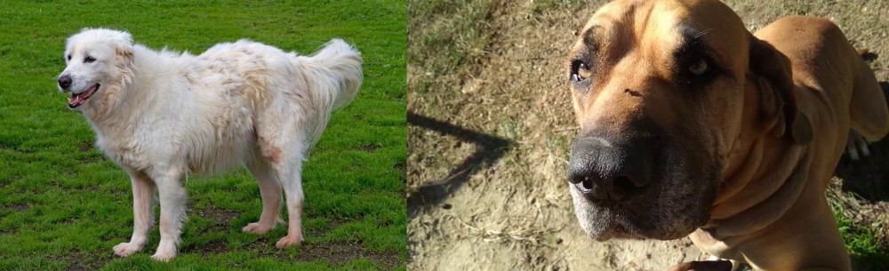 Cabecudo Boiadeiro vs Abruzzenhund - Breed Comparison