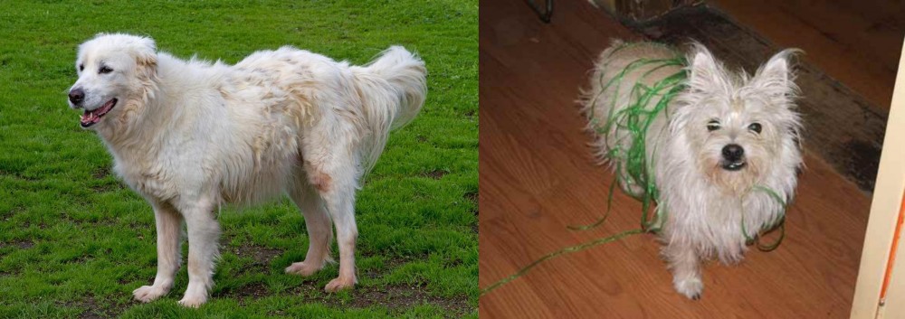 Cairland Terrier vs Abruzzenhund - Breed Comparison
