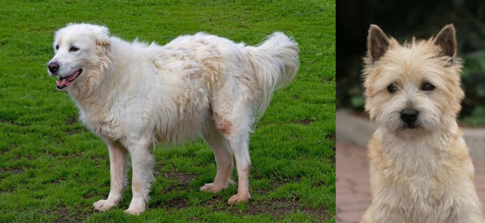 Cairn Terrier vs Abruzzenhund - Breed Comparison