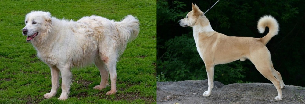 Canaan Dog vs Abruzzenhund - Breed Comparison
