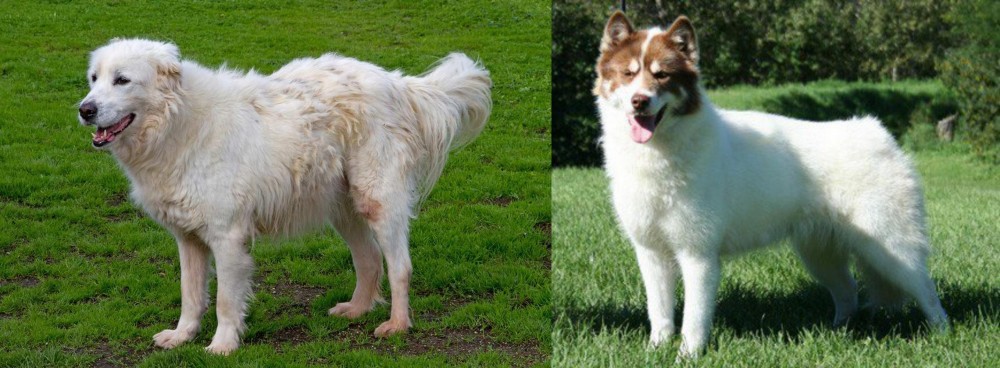 Canadian Eskimo Dog vs Abruzzenhund - Breed Comparison