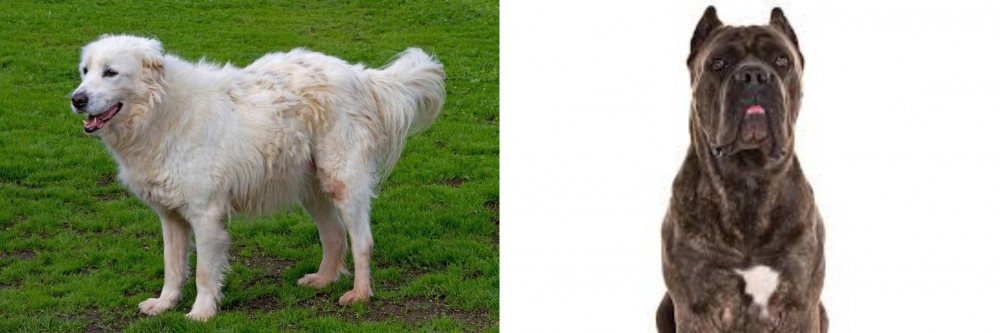 Cane Corso vs Abruzzenhund - Breed Comparison