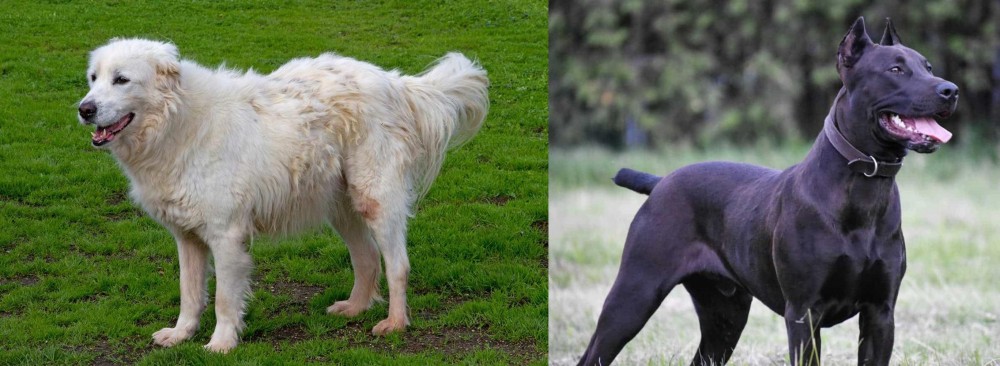 Canis Panther vs Abruzzenhund - Breed Comparison