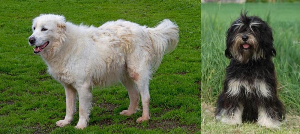 Cao da Serra de Aires vs Abruzzenhund - Breed Comparison