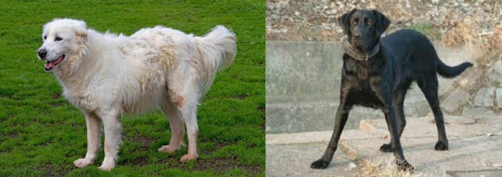Cao de Castro Laboreiro vs Abruzzenhund - Breed Comparison